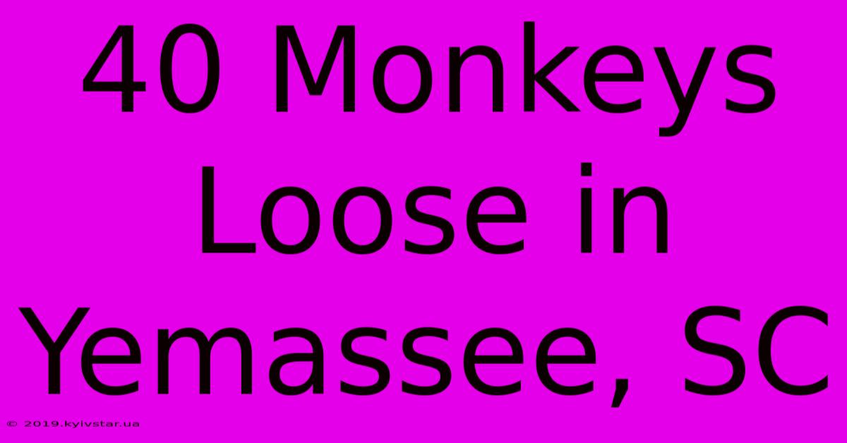 40 Monkeys Loose In Yemassee, SC