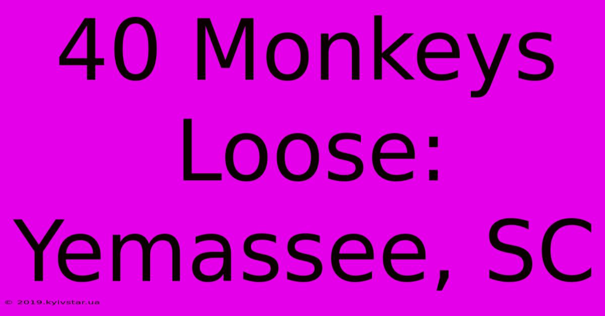 40 Monkeys Loose: Yemassee, SC 