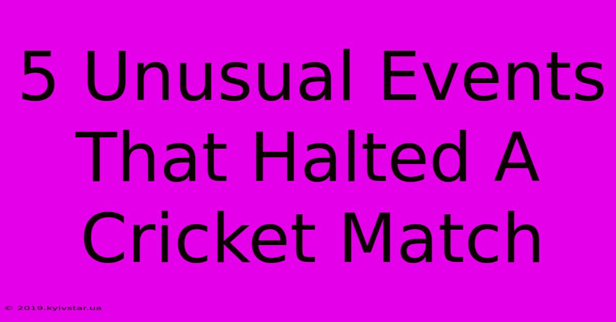 5 Unusual Events That Halted A Cricket Match