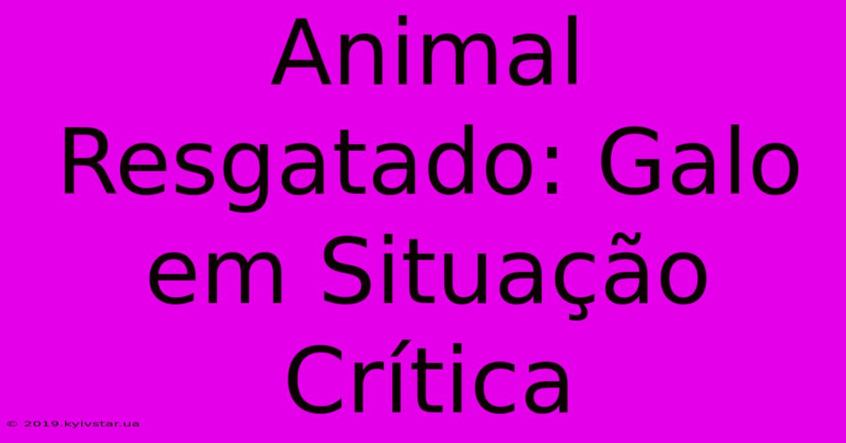 Animal Resgatado: Galo Em Situação Crítica