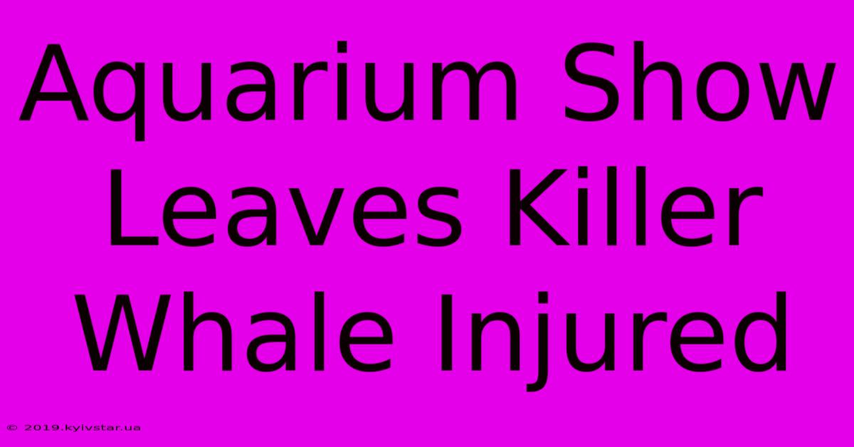 Aquarium Show Leaves Killer Whale Injured