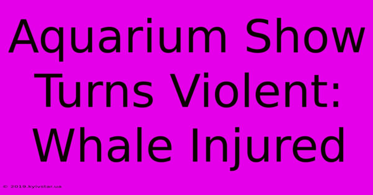 Aquarium Show Turns Violent: Whale Injured