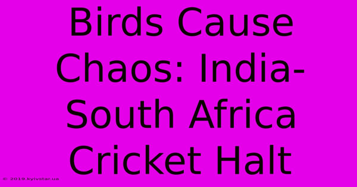 Birds Cause Chaos: India-South Africa Cricket Halt