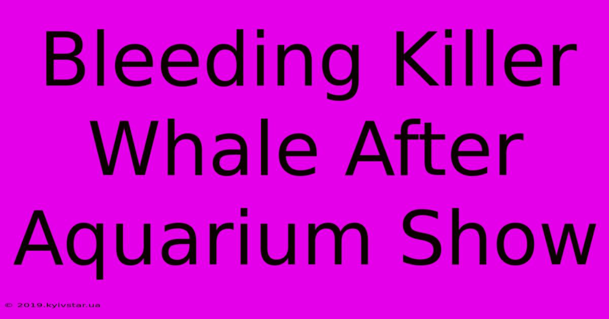 Bleeding Killer Whale After Aquarium Show