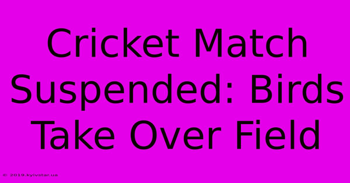 Cricket Match Suspended: Birds Take Over Field 