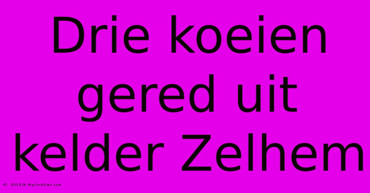 Drie Koeien Gered Uit Kelder Zelhem