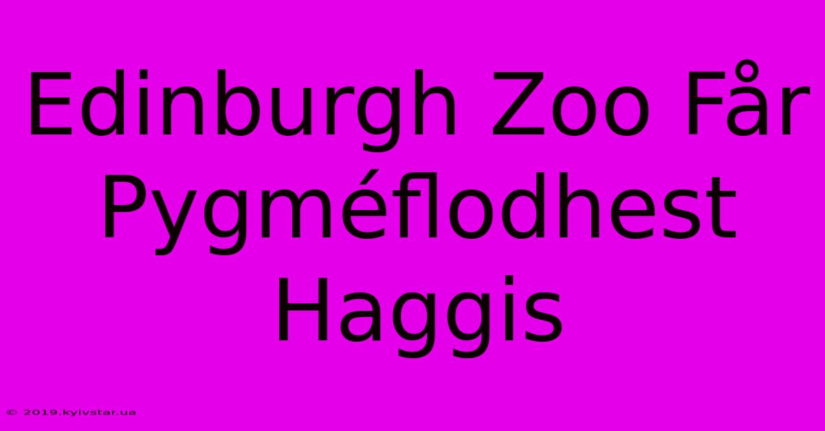 Edinburgh Zoo Får Pygméflodhest Haggis