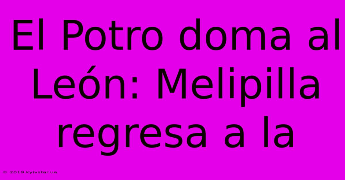 El Potro Doma Al León: Melipilla Regresa A La 