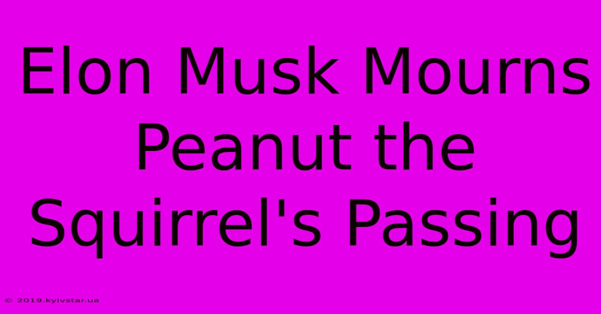 Elon Musk Mourns Peanut The Squirrel's Passing