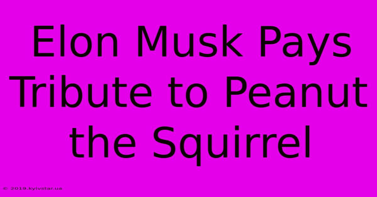 Elon Musk Pays Tribute To Peanut The Squirrel 