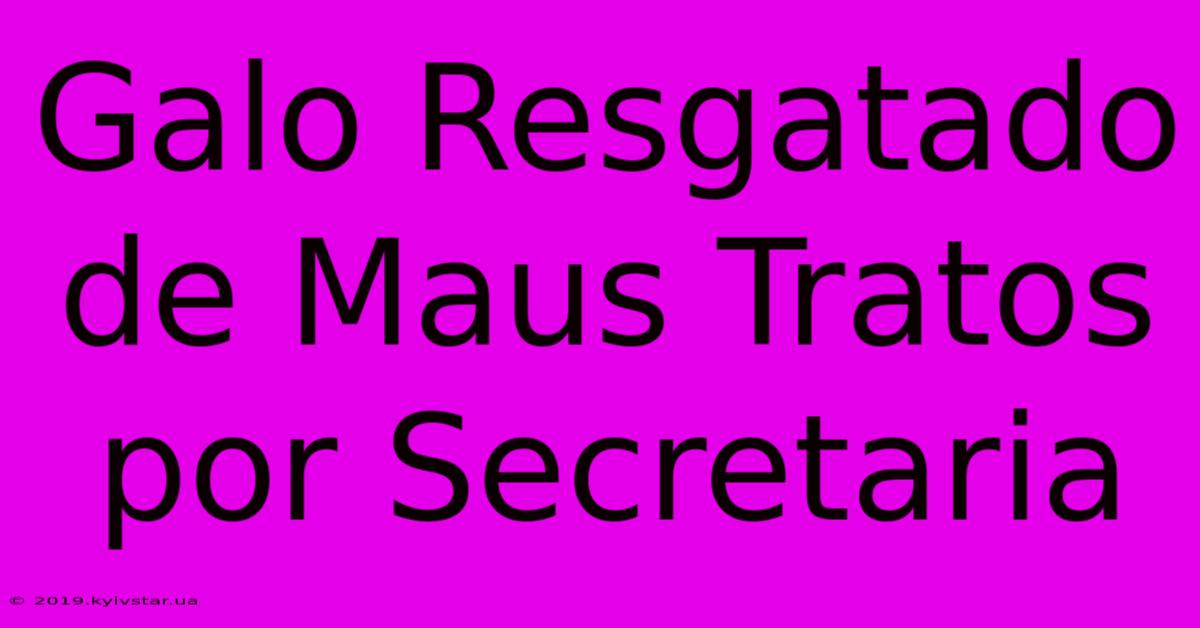 Galo Resgatado De Maus Tratos Por Secretaria