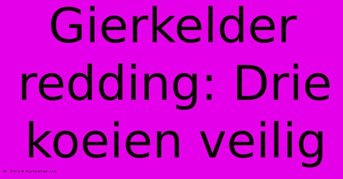 Gierkelder Redding: Drie Koeien Veilig