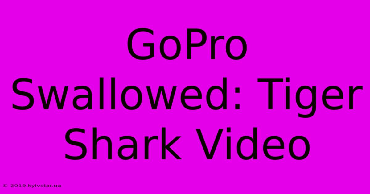 GoPro Swallowed: Tiger Shark Video