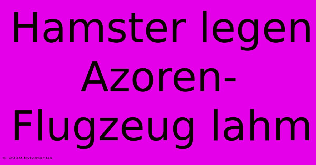 Hamster Legen Azoren-Flugzeug Lahm