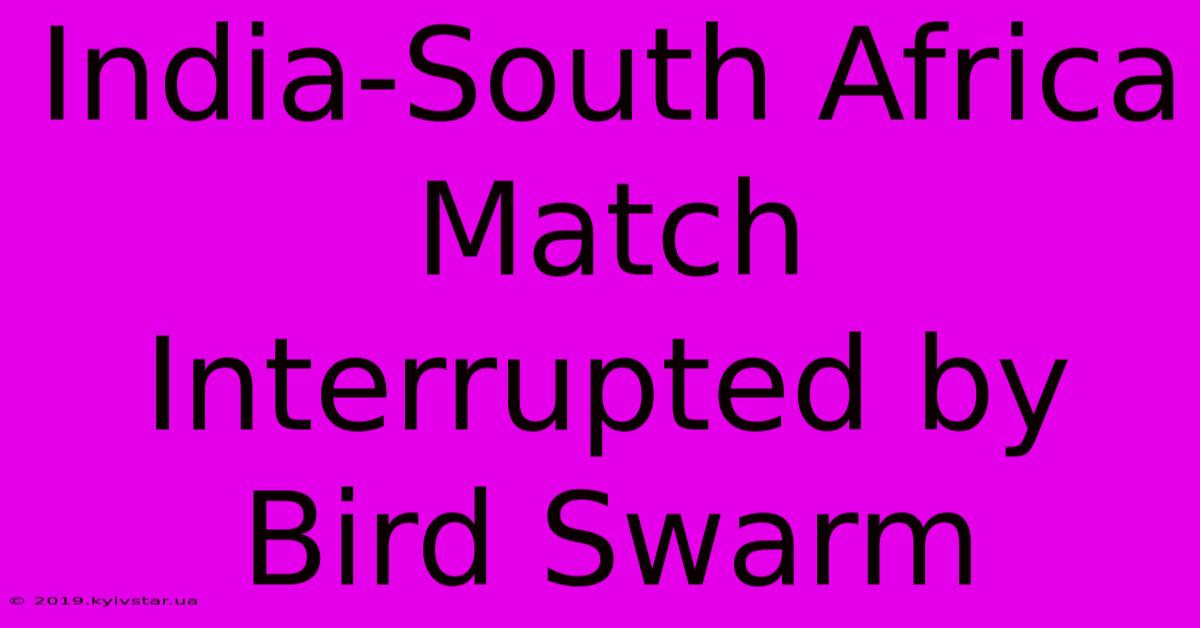 India-South Africa Match Interrupted By Bird Swarm