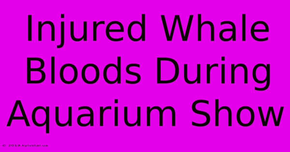 Injured Whale Bloods During Aquarium Show