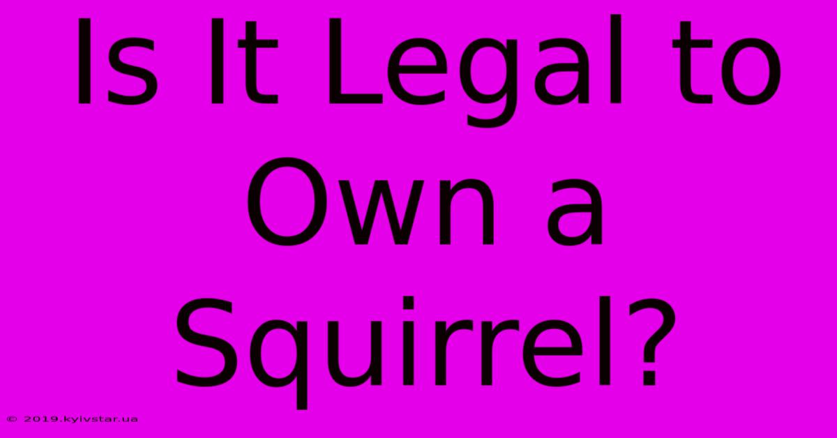 Is It Legal To Own A Squirrel?