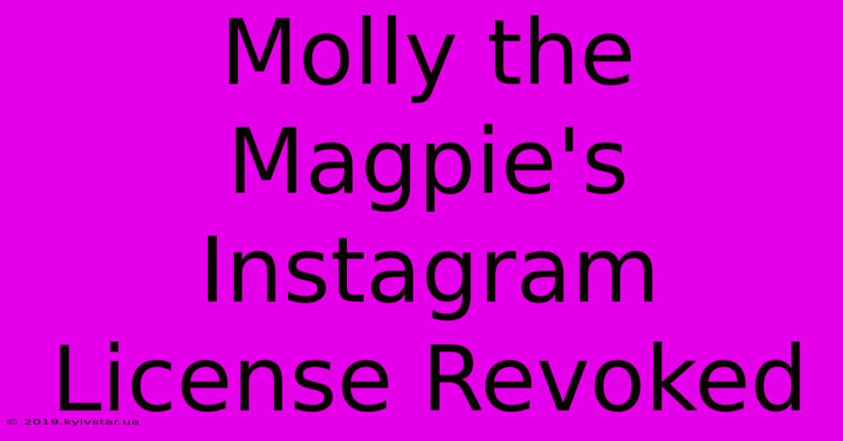 Molly The Magpie's Instagram License Revoked