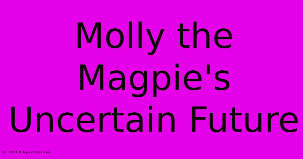 Molly The Magpie's Uncertain Future