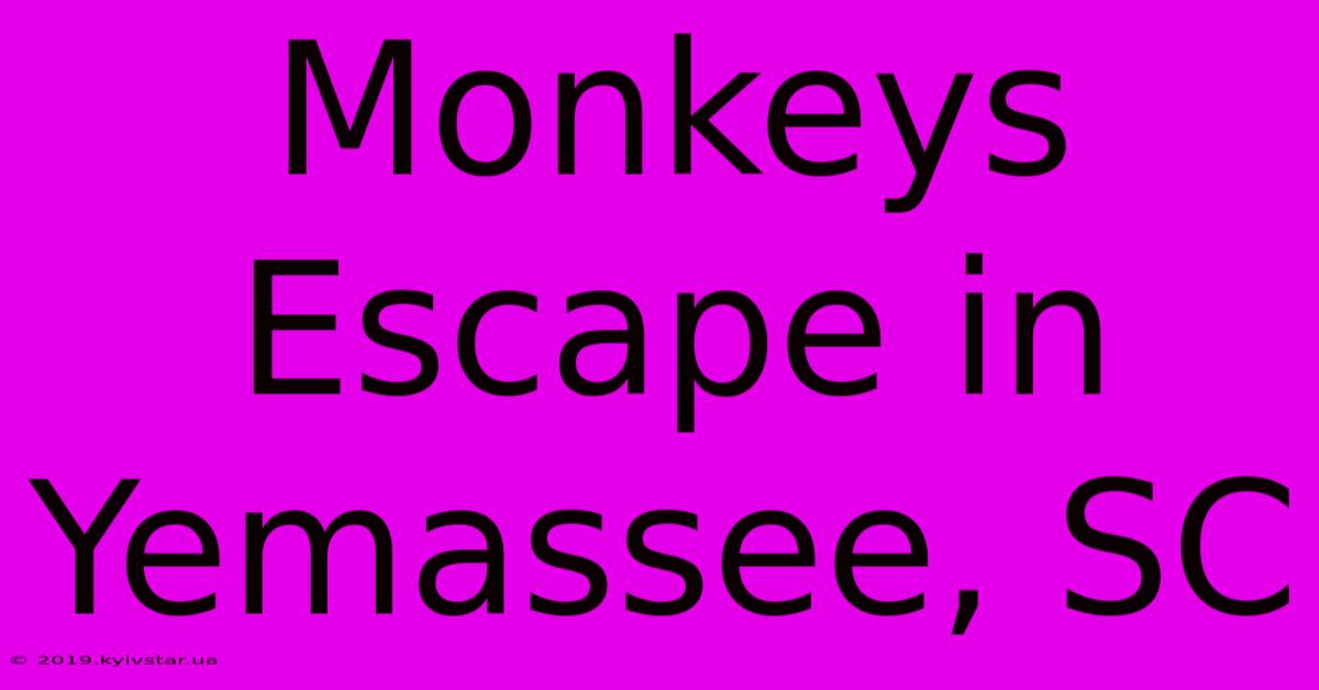 Monkeys Escape In Yemassee, SC