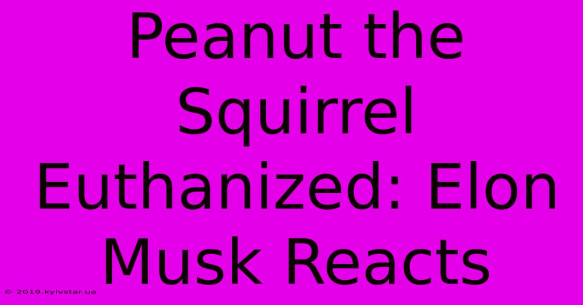 Peanut The Squirrel Euthanized: Elon Musk Reacts 