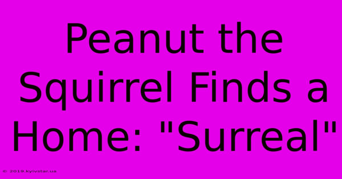 Peanut The Squirrel Finds A Home: 