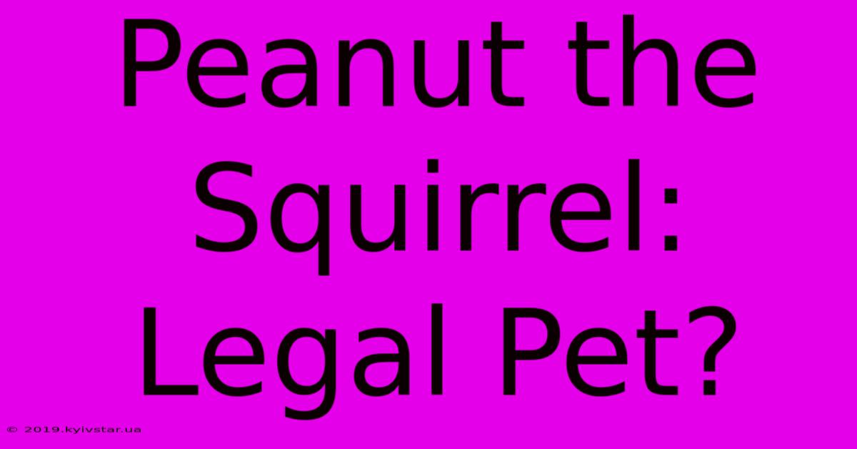 Peanut The Squirrel: Legal Pet? 