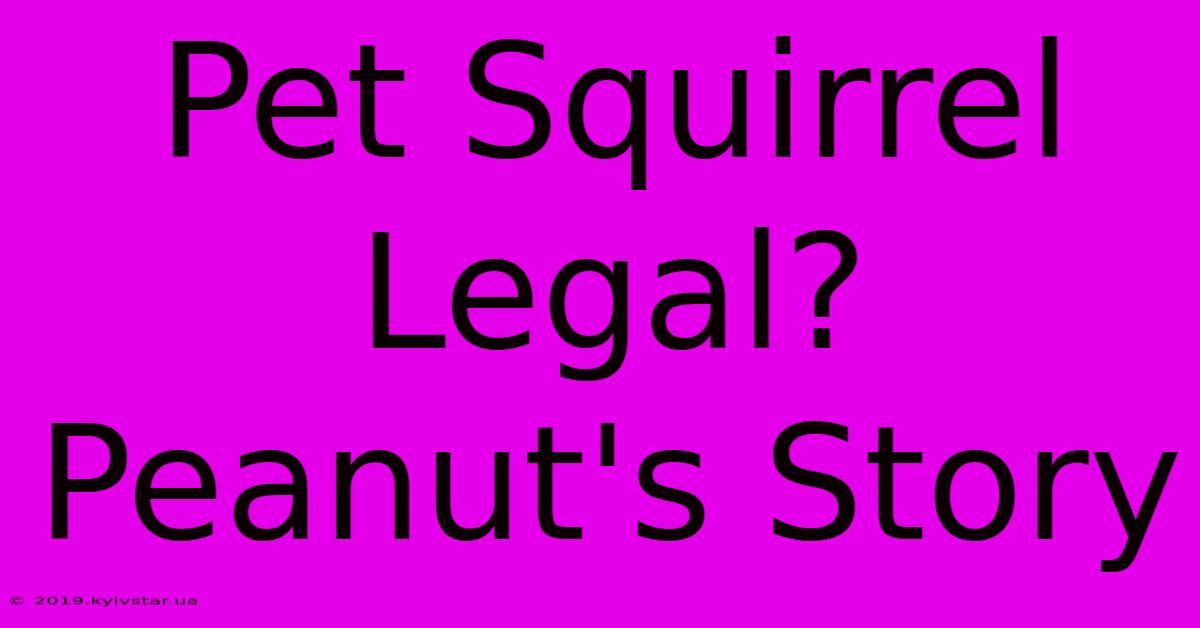 Pet Squirrel Legal? Peanut's Story