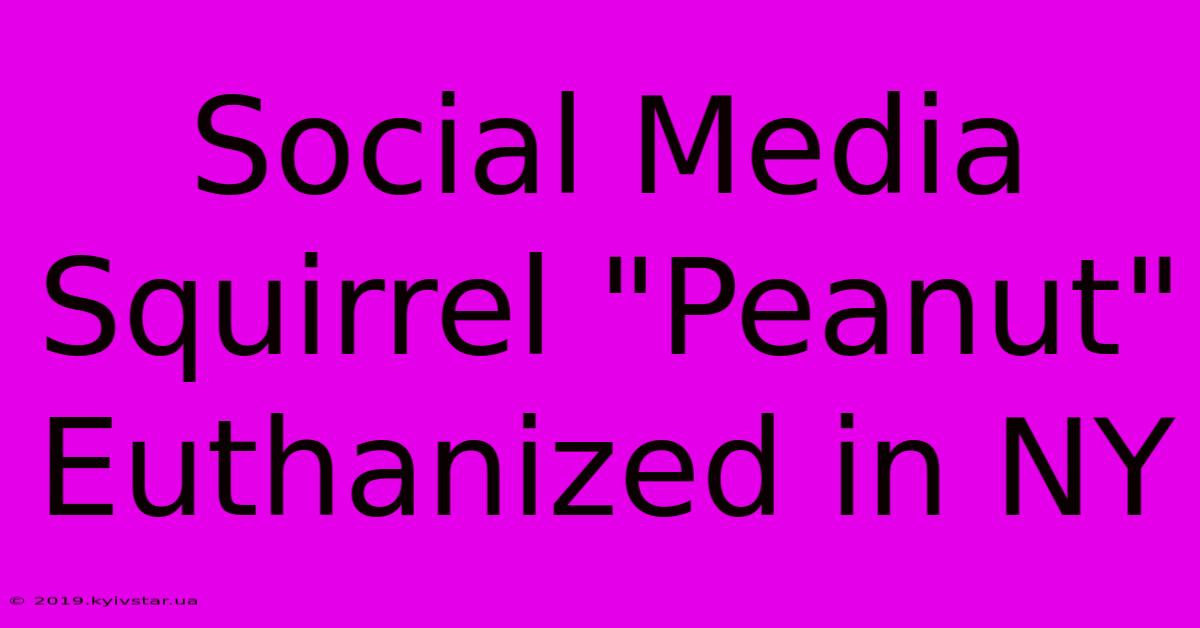 Social Media Squirrel 