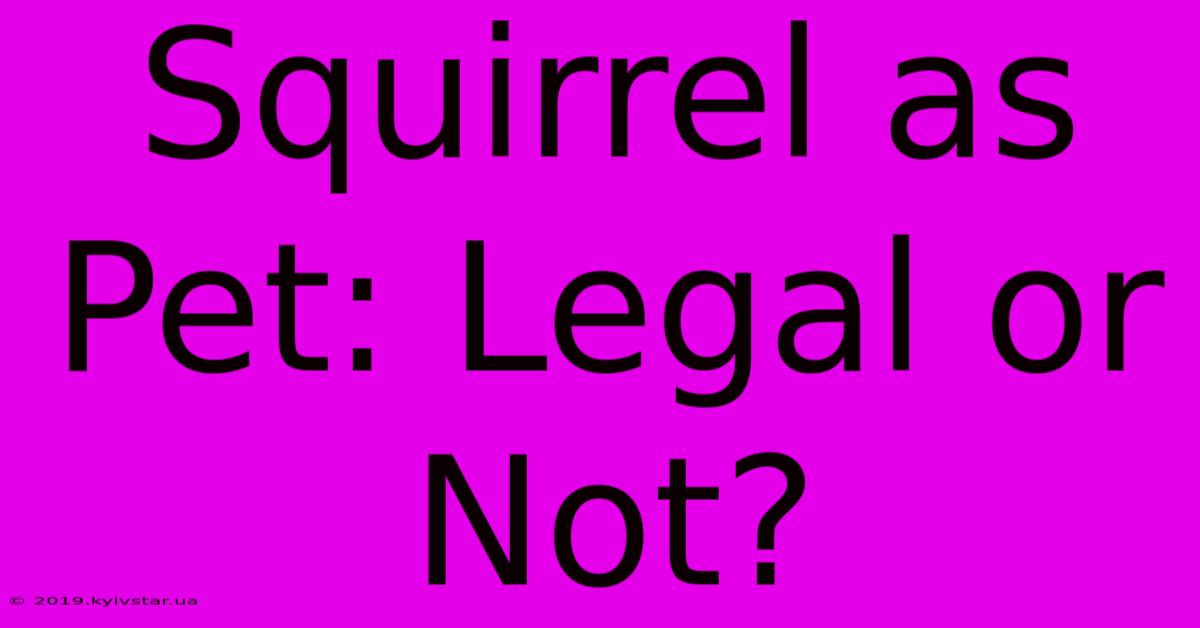 Squirrel As Pet: Legal Or Not?