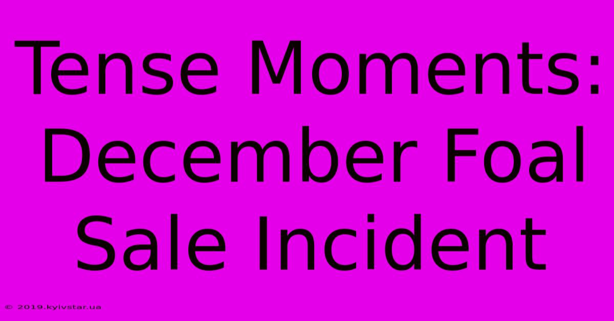 Tense Moments: December Foal Sale Incident