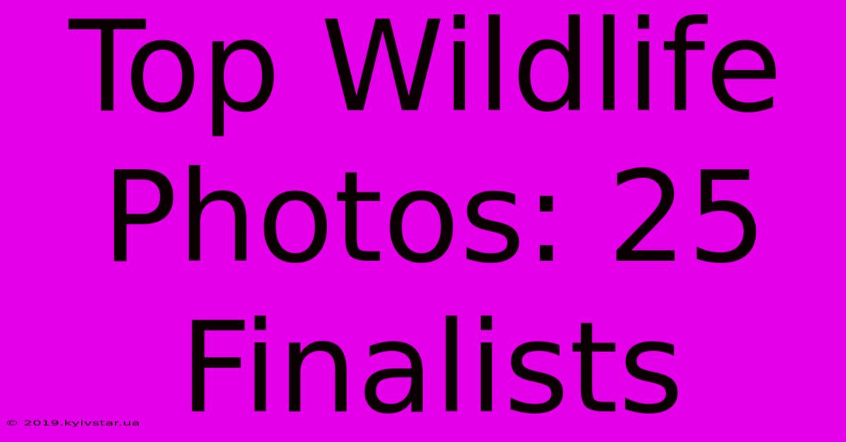 Top Wildlife Photos: 25 Finalists