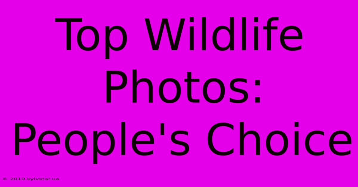 Top Wildlife Photos: People's Choice