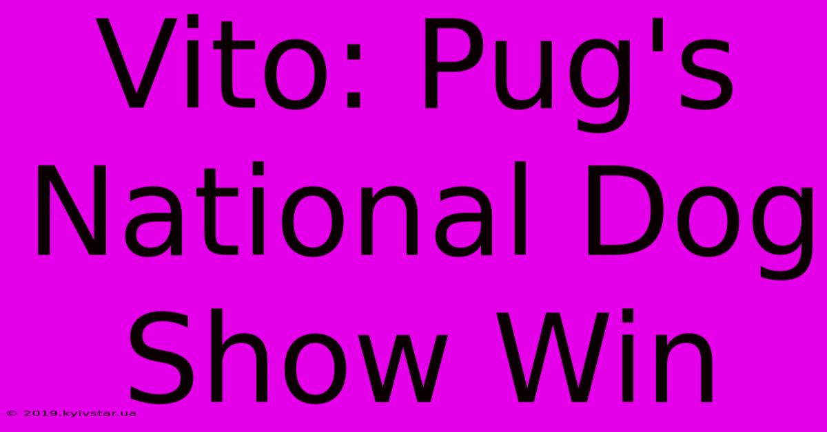 Vito: Pug's National Dog Show Win