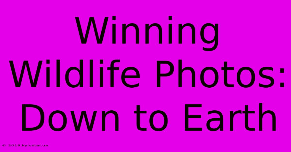 Winning Wildlife Photos: Down To Earth