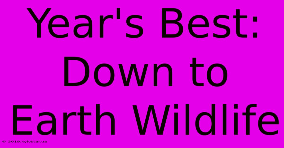 Year's Best: Down To Earth Wildlife