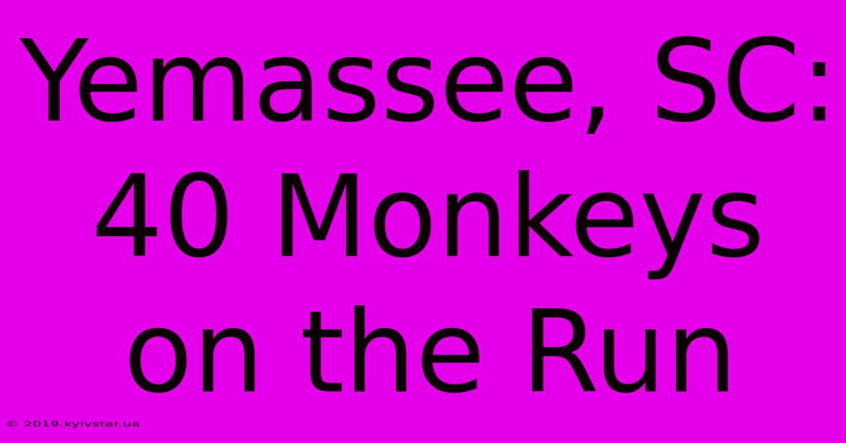 Yemassee, SC: 40 Monkeys On The Run